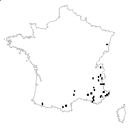 Arabis provincialis Gand. - carte des observations