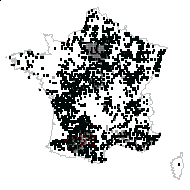 Ulmus coritana Melville - carte des observations