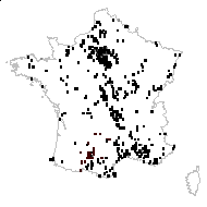 Veronica hederifolia L. - carte des observations