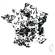 Viola silvestris subsp. insularis (Gren.) Rouy & Foucaud - carte des observations