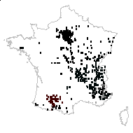 Viscum album L. - carte des observations