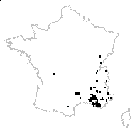 Arabis muralis var. rosella Gaut. - carte des observations