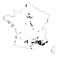 Festuca barbata Gaudin - carte des observations