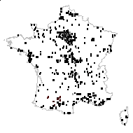 Festuca pseudomyuros Soy.-Will. - carte des observations