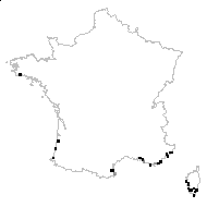 Carpobrotus edulis (L.) N.E.Br. - carte des observations