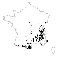 Turritis ochroleuca Lam. - carte des observations