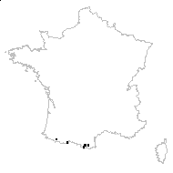 Biscutella brevifolia (Rouy & Foucaud) Guinea - carte des observations