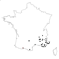 Biscutella hispida DC. - carte des observations