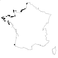 Daucus carota subsp. gummifer (Syme) Hook.f. var. gummifer - carte des observations