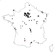 Brassica pseudocolza H.Lév. - carte des observations