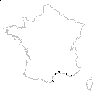 Brassica tournefortii Gouan - carte des observations