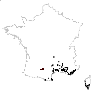 Erucago arvensis (Jord.) Fourr. - carte des observations