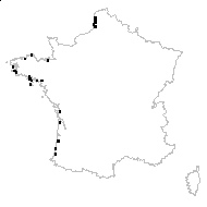 Cakile maritima subsp. integrifolia (Hornem.) Hyl. ex Greuter & Burdet - carte des observations