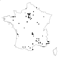 Cheiranthus cheiri var. ferrugineus DC. - carte des observations