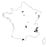 Hesperis sophia (L.) Kuntze - carte des observations