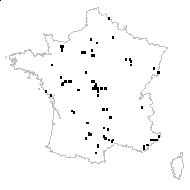 Draba muralis L. - carte des observations