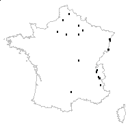 Diplotaxis bracteata var. luteiflora Rouy & Foucaud - carte des observations