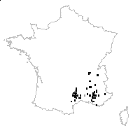 Iberis amara proles panduriformis (Pourr.) Rouy & Foucaud - carte des observations
