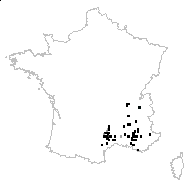 Biauricularia pinnatifida Bubani - carte des observations