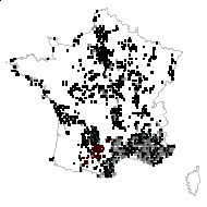 Eryngium trifidum L. - carte des observations