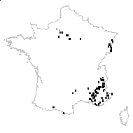 Isatis tinctoria proles campestris (Stev. ex DC.) Rouy & Foucaud - carte des observations