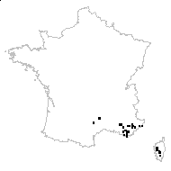 Lepidium hirtum (L.) Sm. - carte des observations