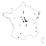 Lepidium virginicum L. - carte des observations