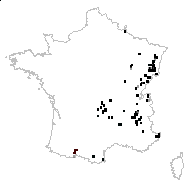 Lunaria alpina J.P.Bergeret - carte des observations
