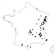 Lunaria rediviva var. alpina (J.P.Bergeret) DC. - carte des observations