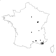 Rorippa aspera (L.) Maire subsp. aspera - carte des observations