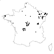 Callitriche platycarpa Kütz. - carte des observations