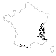 Campanula cochleariifolia Lam. - carte des observations