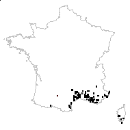 Campanula erinus L. - carte des observations