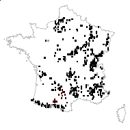 Campanula glomerata L. - carte des observations