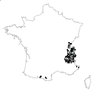 Campanula rhomboidalis L. - carte des observations