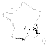 Phyteuma gaussenii Chouard - carte des observations