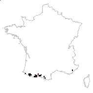 Phyteuma pyrenaicum subsp. cordifolium R.Schulz - carte des observations