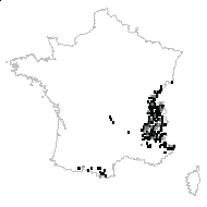 Lonicera alpigena L. - carte des observations