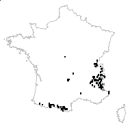 Caprifolium caeruleum (L.) Lam. - carte des observations