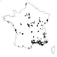 Arenaria serpyllifolia subsp. minutiflora (Loscos) H.Lindb. - carte des observations