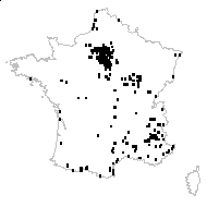 Arenaria serpyllifolia L. var. serpyllifolia - carte des observations