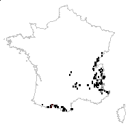 Cerastium arvense subsp. strictum Gaudin - carte des observations