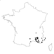 Dianthus godronianus Jord. - carte des observations