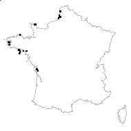 Honckenya peploides (L.) Ehrh. subsp. peploides - carte des observations