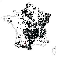 Moehringia trinervia (L.) Clairv. - carte des observations