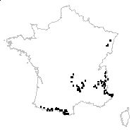 Meum athamanticum Jacq. subsp. athamanticum - carte des observations