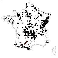 Stellaria graminea L. - carte des observations