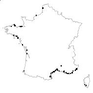 Atriplex halimoides Tineo - carte des observations