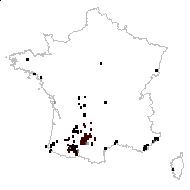 Oenanthe diversifolia Dulac - carte des observations