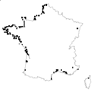 Beta maritima L. - carte des observations